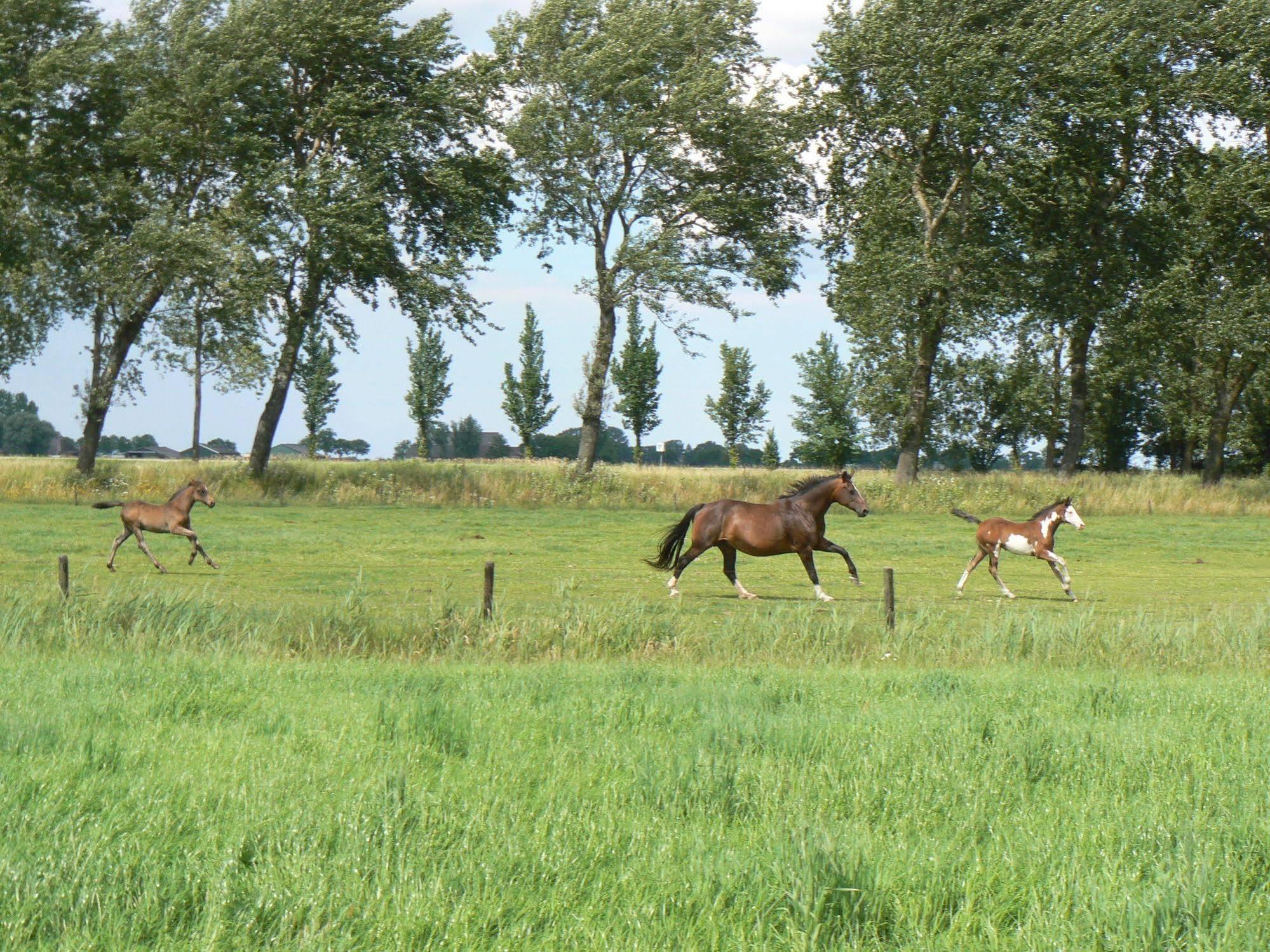 Groningen Buiten B&B Zuidhorn Экстерьер фото